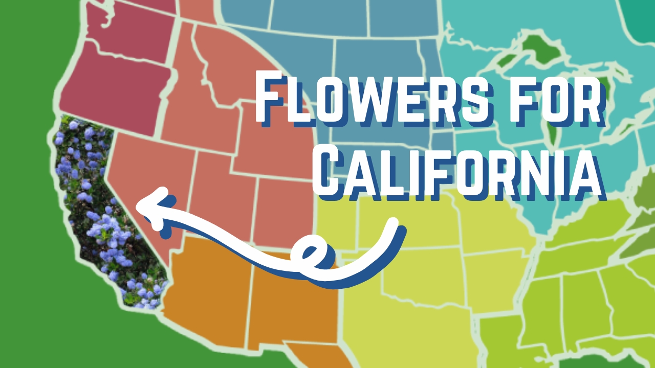 California Pollinator Plants – Videos – Mother Earth News